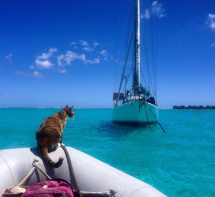 Кошка Амелия путешествует на яхте по всему миру
