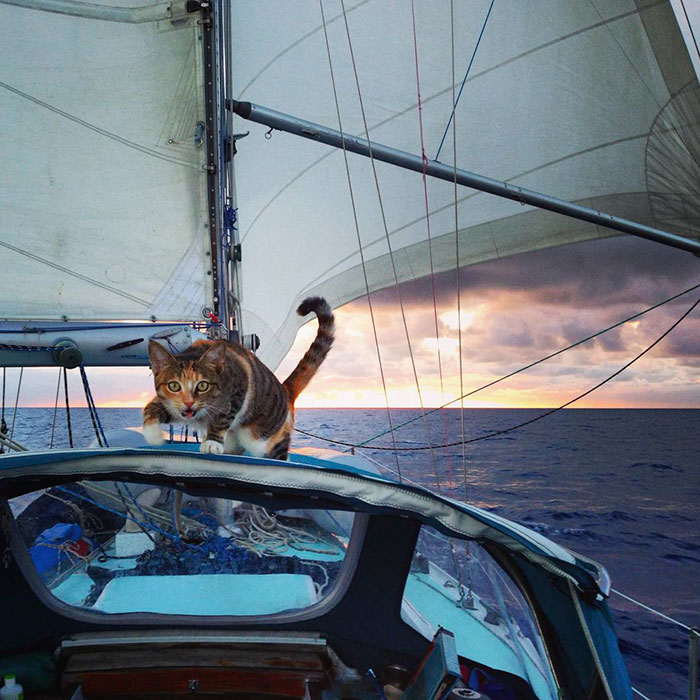 Кошка Амелия путешествует на яхте по всему миру