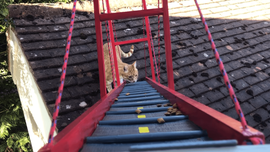 Чтобы кот не упал, прыгая из окна, хозяин построил ему кошачью версию Золотых Ворот