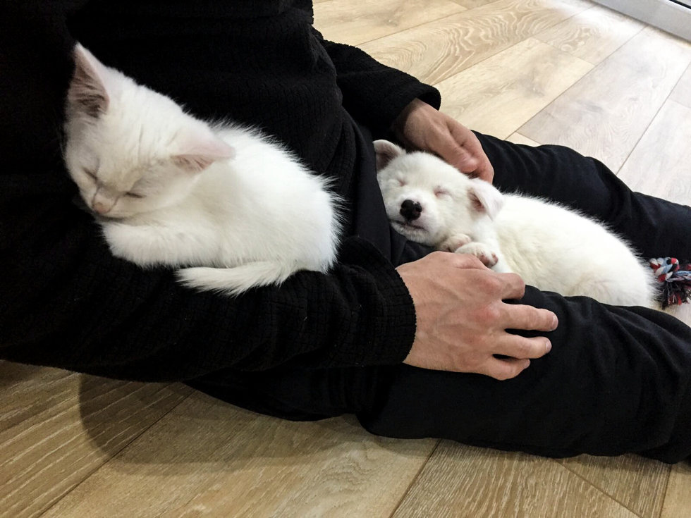 Котенок пришел в дом. Новый друг собака. Фото белого кота с хозяином.