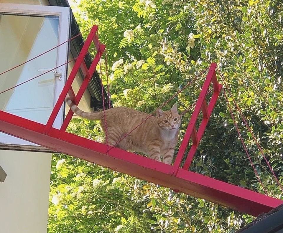 Чтобы кот не упал, прыгая из окна, хозяин построил ему кошачью версию Золотых Ворот