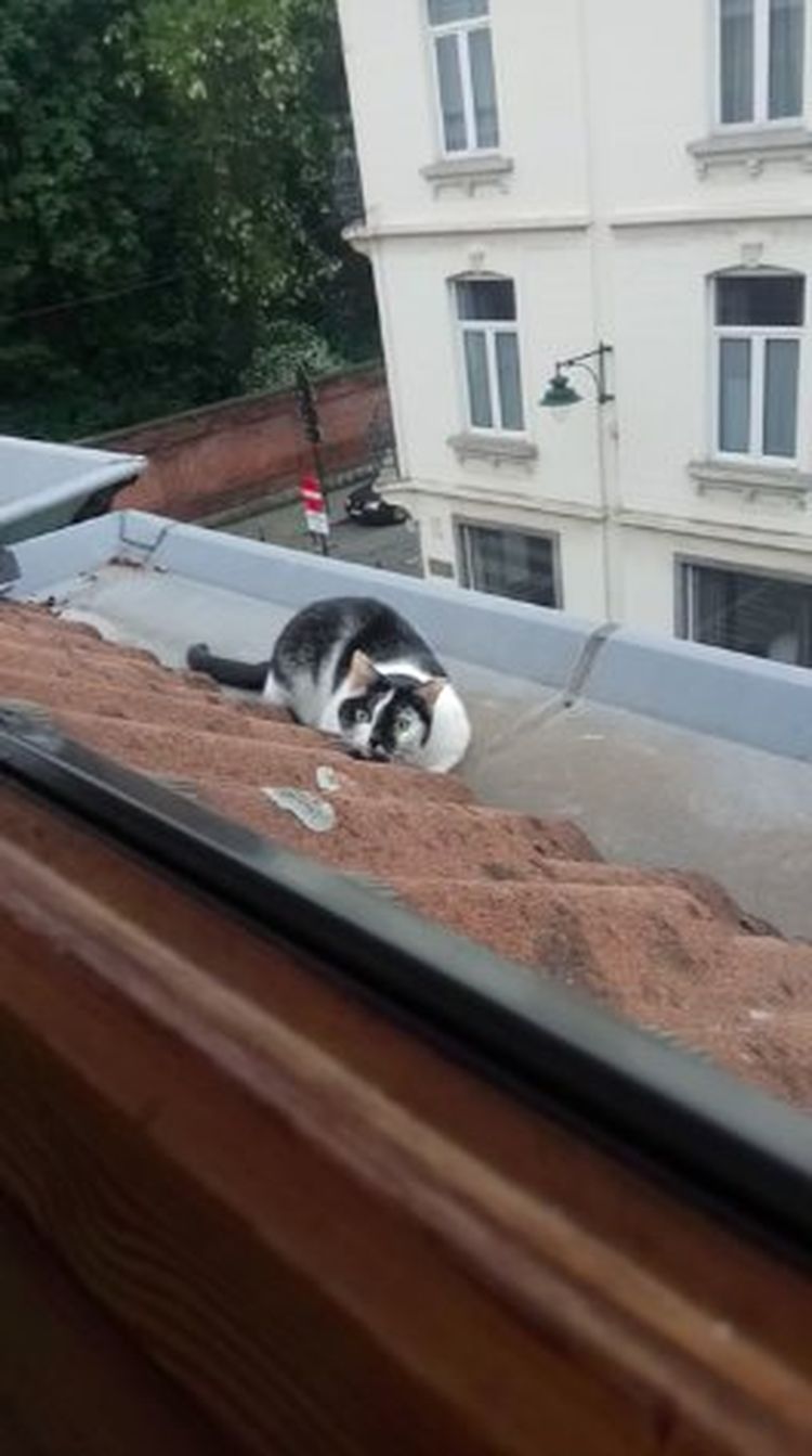 Хозяин придумал необычную игру, чтобы кошка сама залезала с крыши в дом