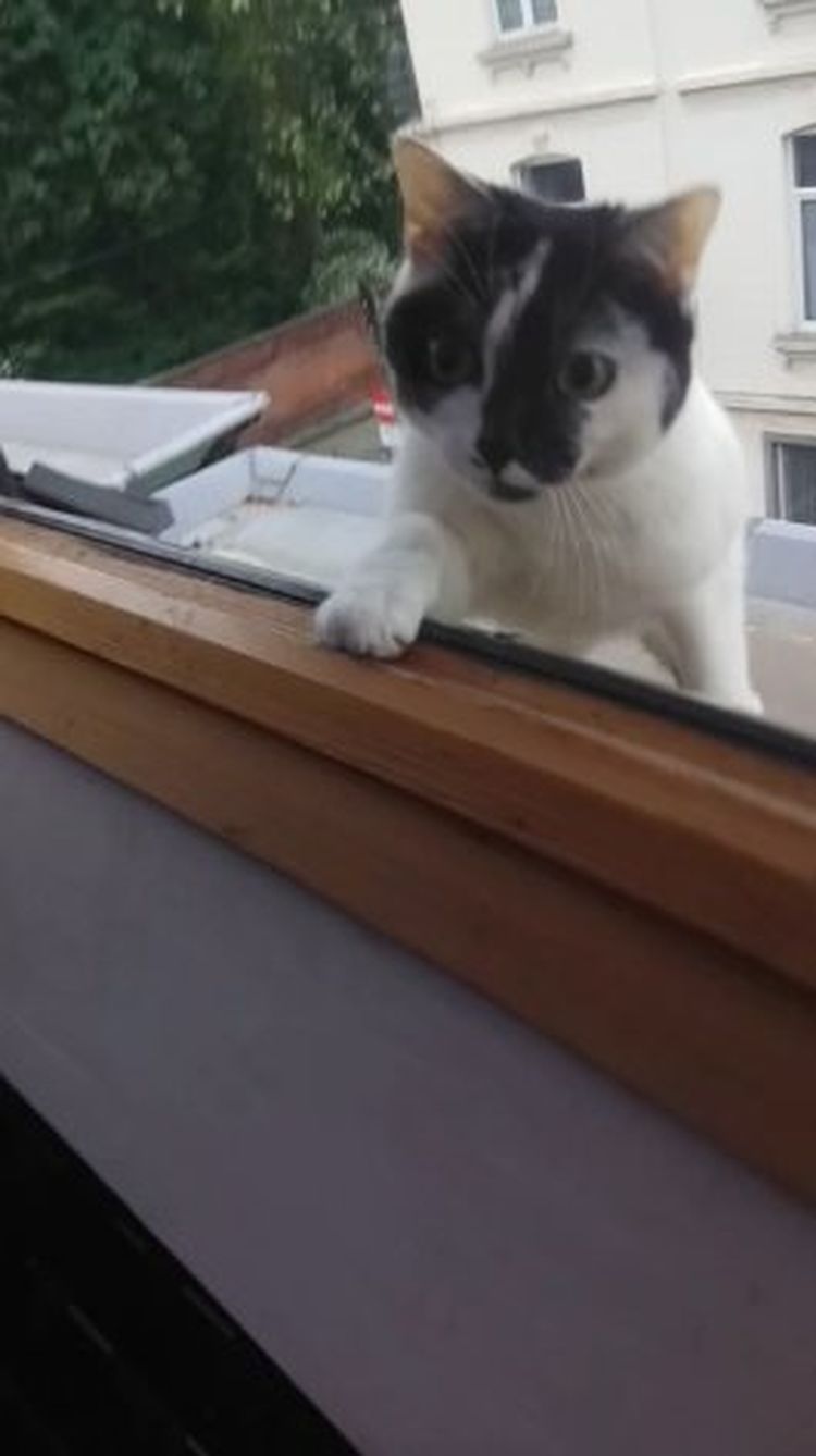Хозяин придумал необычную игру, чтобы кошка сама залезала с крыши в дом