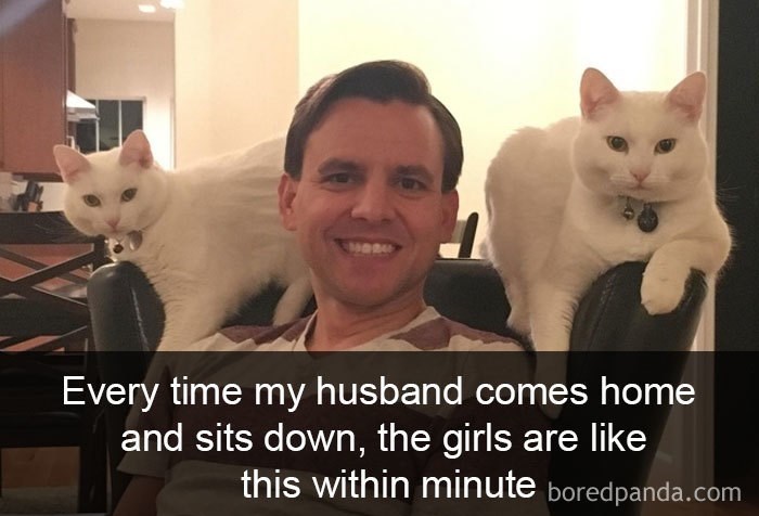 15 свежих фото-приколов с котами для поднятия настроения