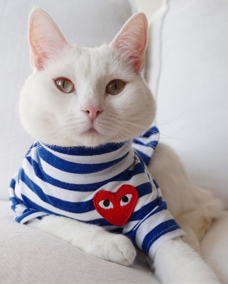 Первая в мире кошка-модель по кличке Заппи