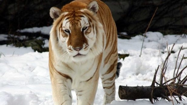 Уникальный золотой тигр