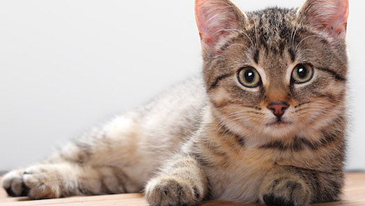 Как сделать кошку ласковой: секреты правильного воспитания