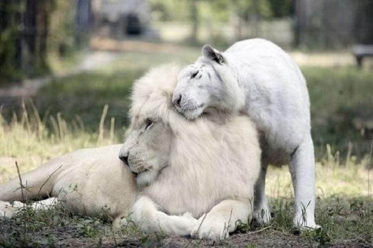 Детеныши Белого Льва И Белой Тигрицы: сердце тает от такой милоты