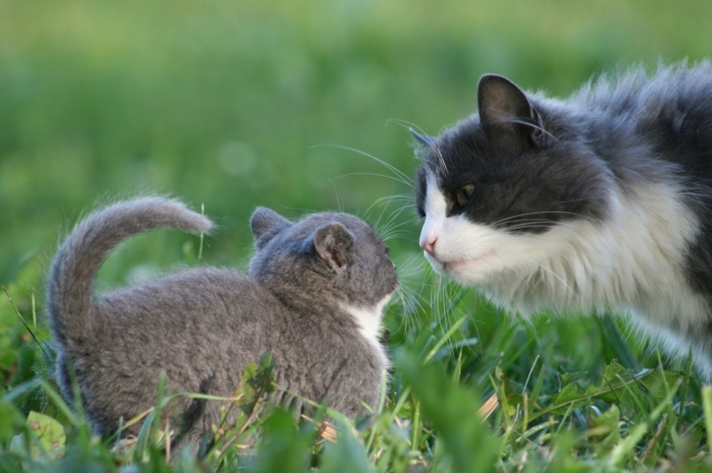 Как подружить котят со взрослой кошкой