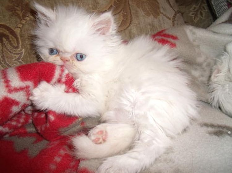 Комочки пушистой милоты — фото персидских котят