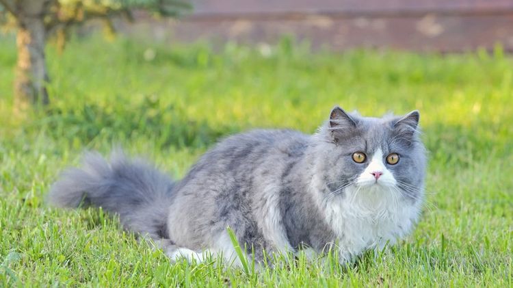 Фото кошки рэгдолл — нежность и ласковость во плоти
