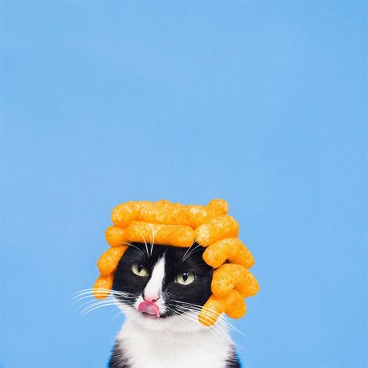 Талантливая кошка-модель имеет успех в сети
