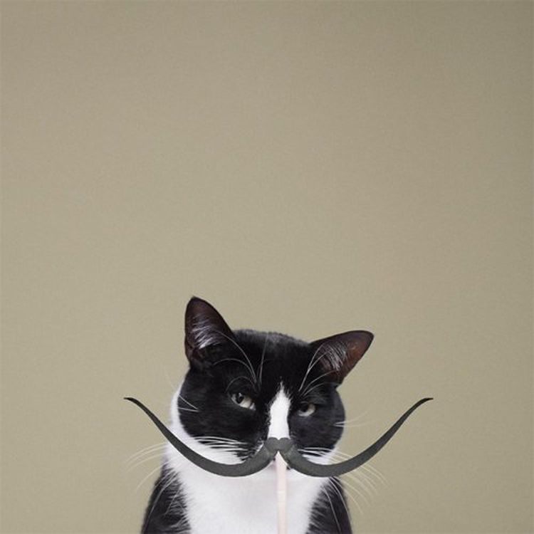 Талантливая кошка-модель имеет успех в сети