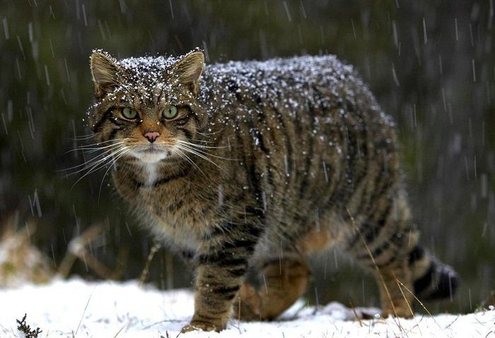 Мужчина встретил в лесу котят редкой породы, их насчитывают всего 35 на Земле