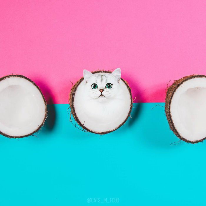 Инстаграм проект: кошки в еде, очень веселые работы
