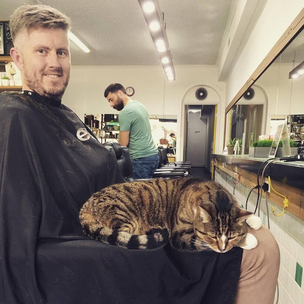 Австралийский котейка работает в парикмахерской не покладая лап