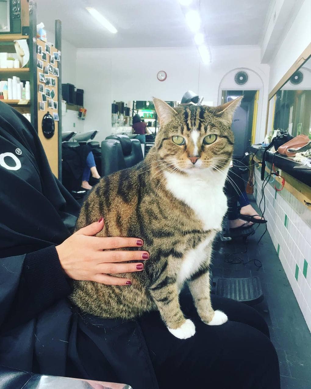 Австралийский котейка работает в парикмахерской не покладая лап