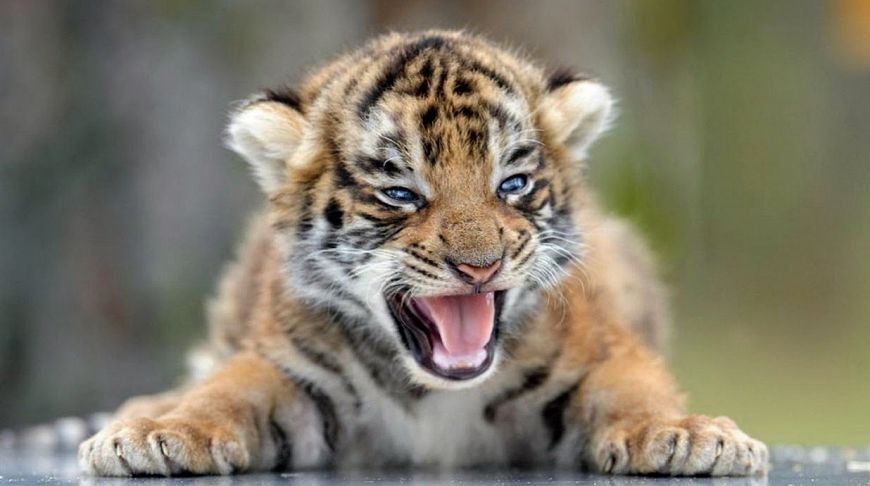 Интересные факты из жизни тигров: увлекательно о больших кошках