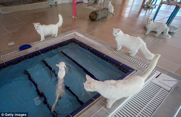 В Турции открылся тренировочный бассейн для спасения кошек породы ван