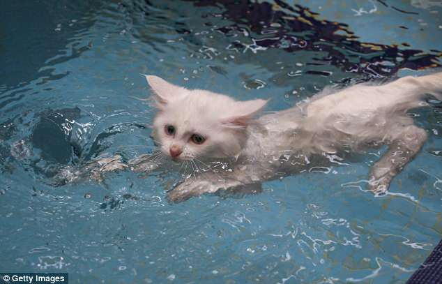 В Турции открылся тренировочный бассейн для спасения кошек породы ван