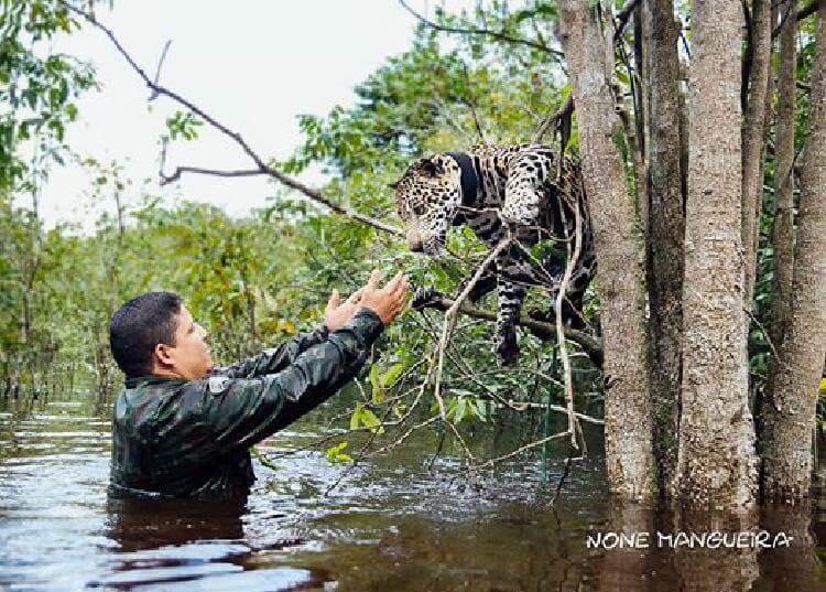 Ягуар рисковал утонуть в потоке воды, но ему на помощь пришли отважные люди