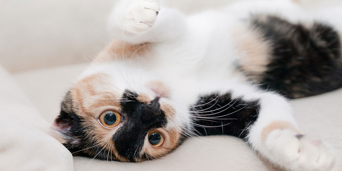 Счастливые мурлыки: 7 способов сделать своего кота счастливым