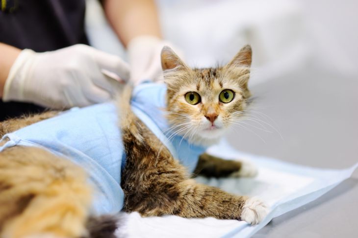 Когда и с какого возраста лучше делать стерилизацию кошки?