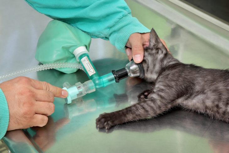 10 самых распространенных мифов о стерилизации кошек
