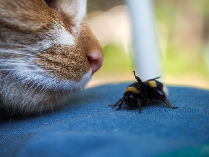 Кошку укусила оса/пчела — что делать