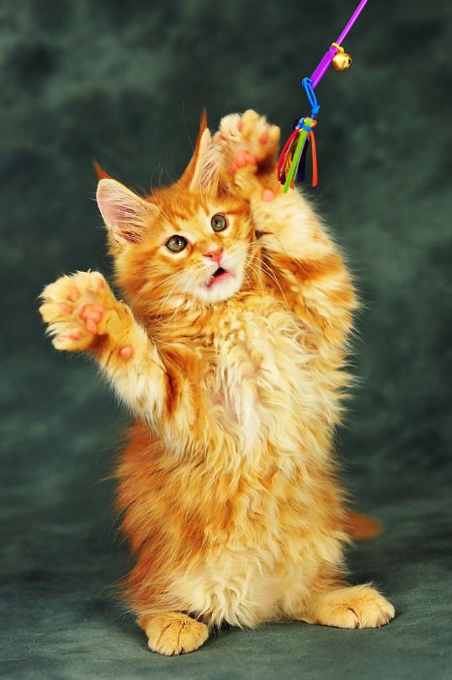 Котята мейн-кун (фото): как правильно растить и ухаживать