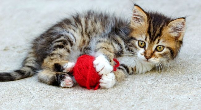 Котята мейн-кун (фото): как правильно растить и ухаживать