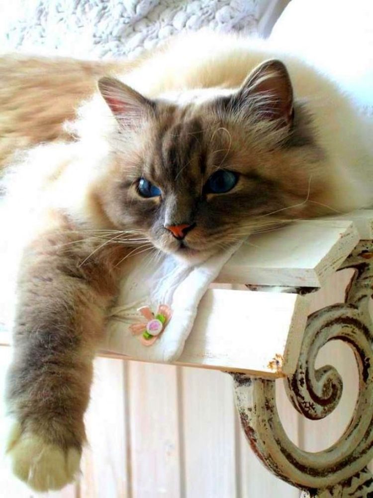 Фото кошки рэгдолл — нежность и ласковость во плоти