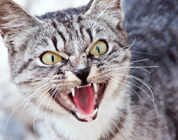 Линька у кошки: бороться или смириться
