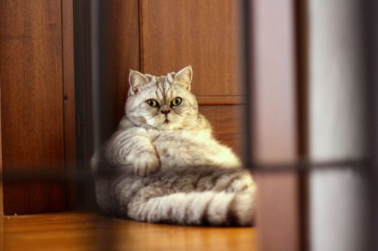 Домашние кошки наиболее подвержены ожирению
