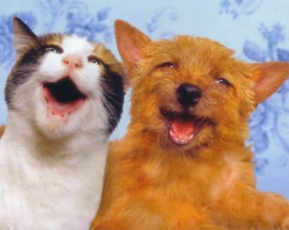 10 забавных фото, показывающих кошек с разных ракурсов
