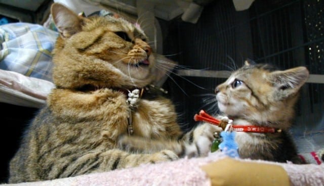 10 забавных фото, показывающих кошек с разных ракурсов
