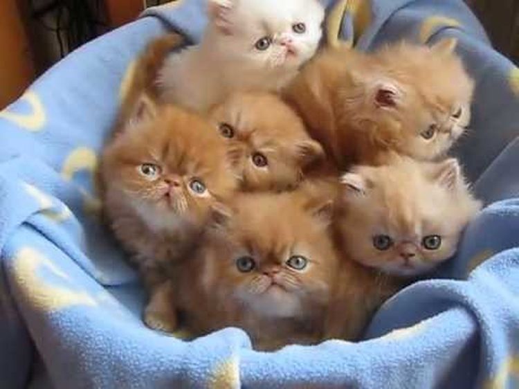 Стоит только посмотреть фото персидских котят, чтобы понять, что не зря они...