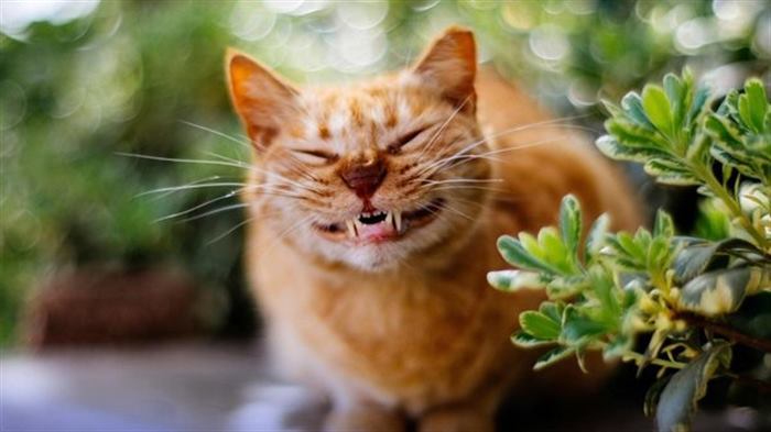 23 фото котиков за любимыми занятиями