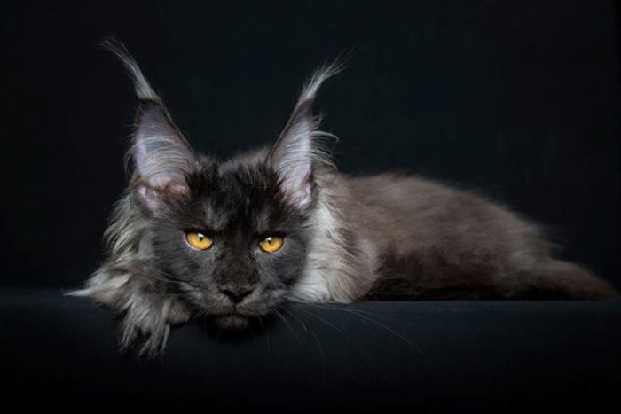 Мейн-кун: самая крупная порода кошек