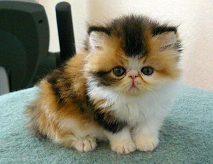 Комочки пушистой милоты — фото персидских котят