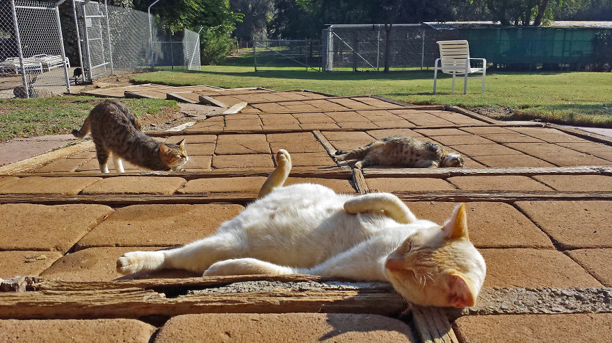 Крупнейший кошачий заповедник Калифорнии: более 700 кошек в одном месте