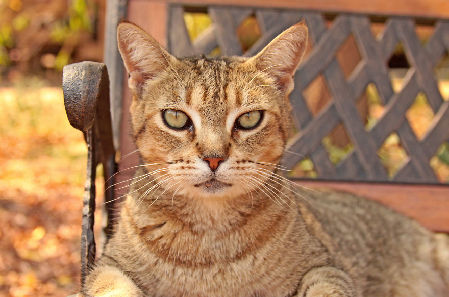Крупнейший кошачий заповедник Калифорнии: более 700 кошек в одном месте