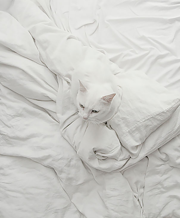Пушистые гении маскировки – 17 фотографий кошек, которые обыграют в прятки любого