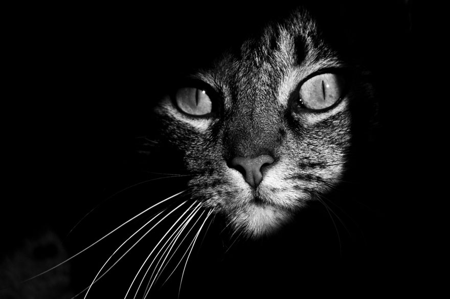 Таинственная жизнь котов в черно-белой съёмке