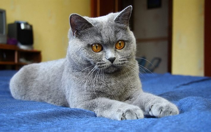Британская кошка: а чем же она хороша? Плюсы и минусы породы