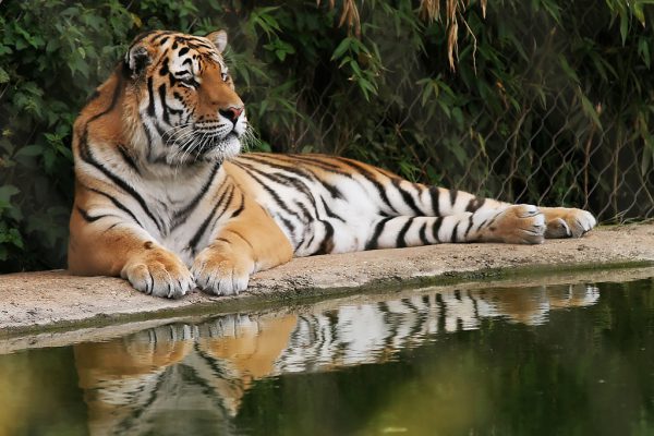 Интересные факты из жизни тигров: увлекательно о больших кошках