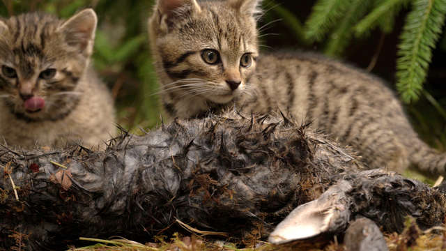 Мужчина встретил в лесу котят редкой породы, их насчитывают всего 35 на Земле