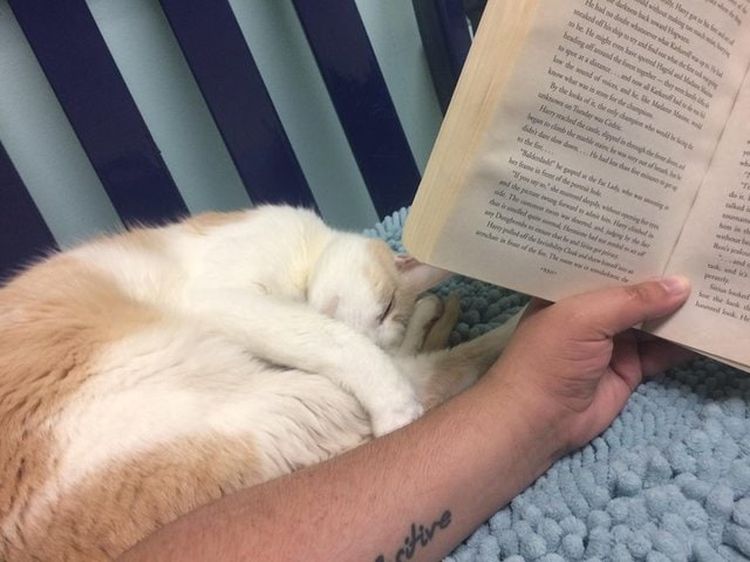 Путь к сердцу котика лежал через чтение книг о Гарри Поттере
