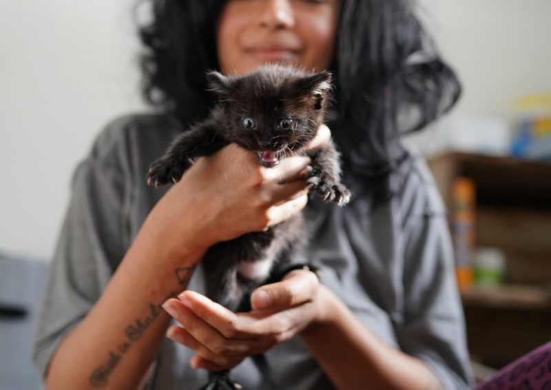 Счастливчики из Бруклина: хитрой кошке и её котятам улыбнулась удача