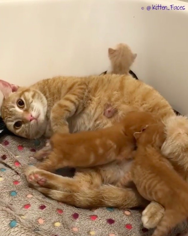 История счастливого воссоединения кошки с родными котятами